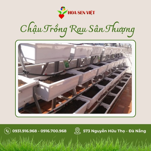 Trồng rau trong nhà, trên sân thượng