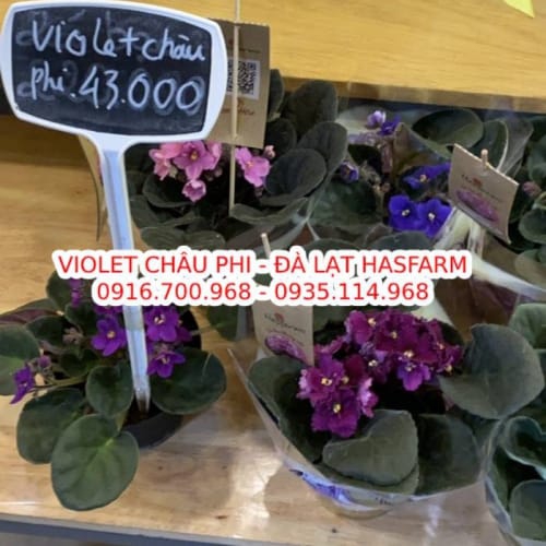 Hoa violet Châu Phi - Đà Lạt Hasfarm