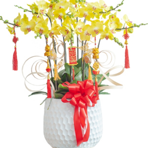 Lan hồ điệp - Chậu hồ điệp vàng 10 cành