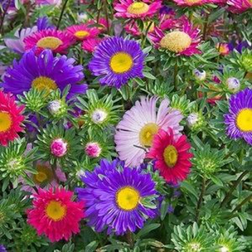 Hạt giống hoa Cúc Đà Lạt