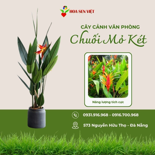 Chuối Mỏ Két Cẩm Thạch