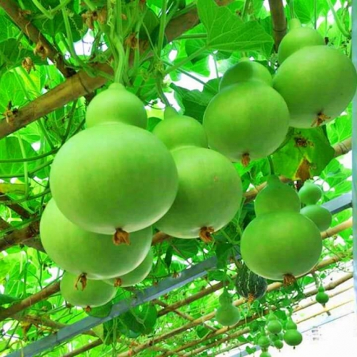 Hạt giống Bầu Hồ Lô