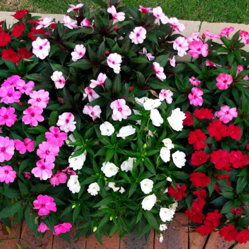 Hạt giống hoa Mai Địa Thảo