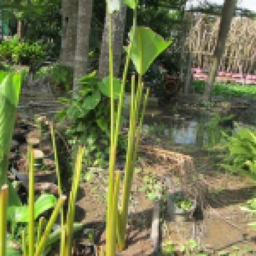 Cây dong bạc (Calethealutea)