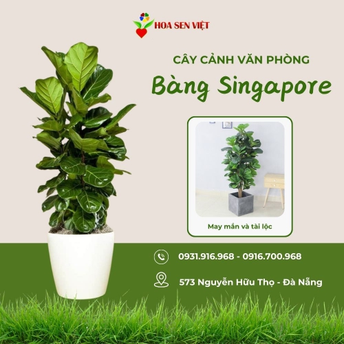 Cây Bàng Singapore Văn Phòng