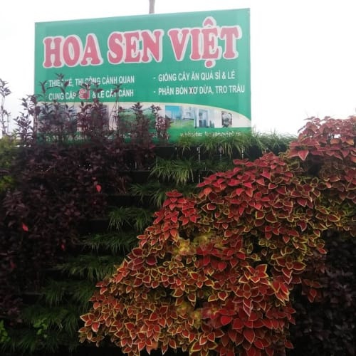 Vườn trên tường tại Đà Nẵng