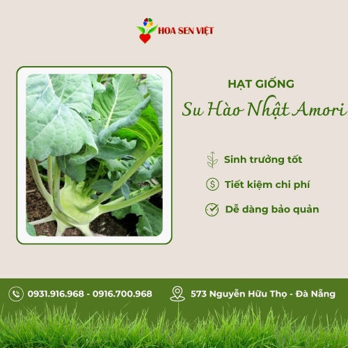 Hạt giống su hào Nhật Amori