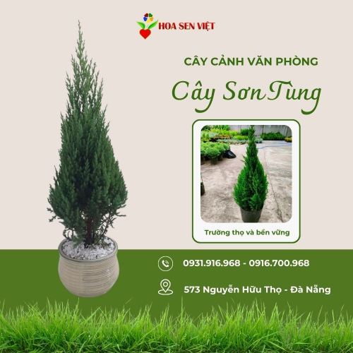 Cây Sơn Tùng Đà Nẵng Tặng Noel