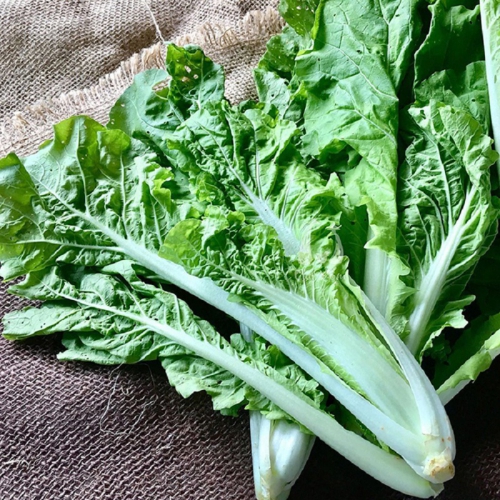 Hạt giống Cải bẹ dún