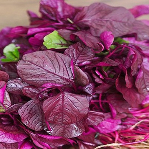 Hạt giống Dền Đỏ Cao Sản