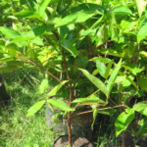 Cây mận quả đỏ