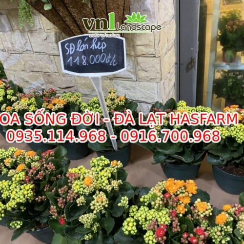 Hoa sống đời - Đà Lạt Hasfarm