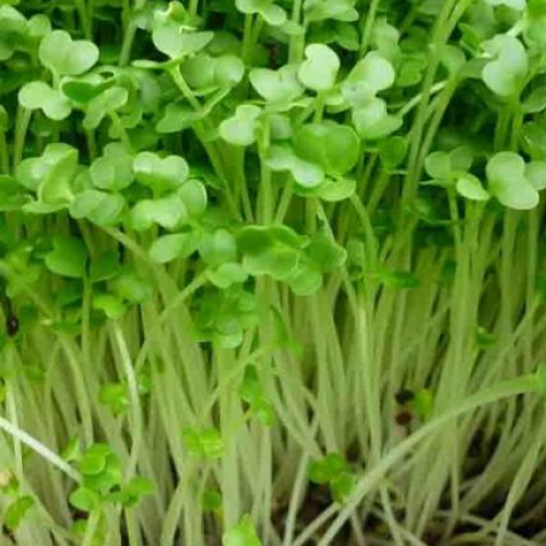 Hạt giống rau mầm Cải bông xanh