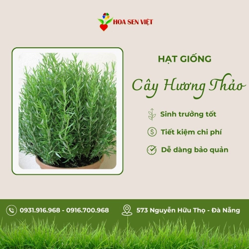 Hạt giống hương thảo