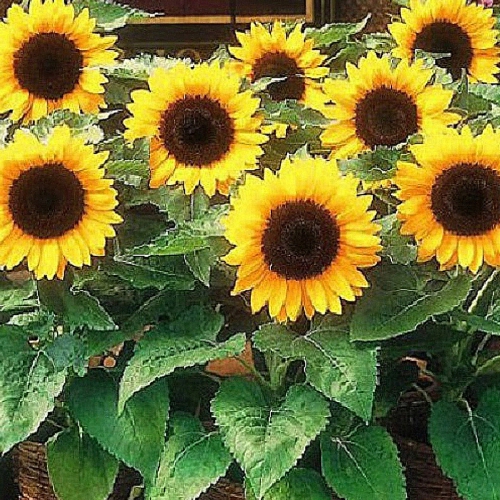 Hạt giống hoa hướng dương cao