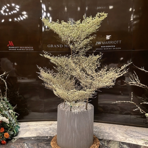 Bàng Cẩm Thạch Đài Loan