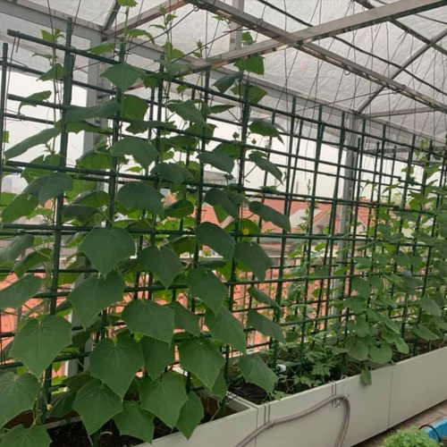 Que cắm làm giàn leo - 150x1.6cm