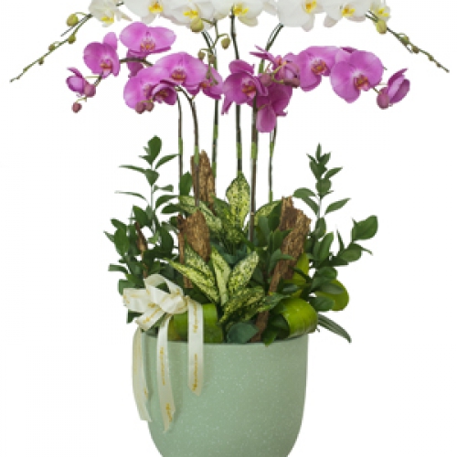 Lan hồ điệp - Chậu hồ điệp mix 7 cành