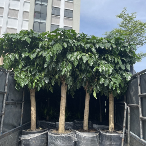 Cho thuê cây sự kiện Đà Nẵng