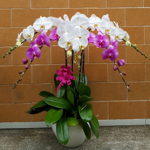 Lan hồ điệp - May mắn tràn đầy