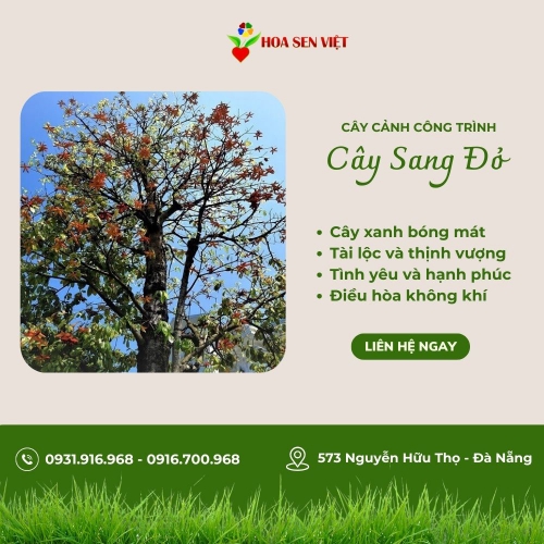 Cây Sang Đỏ