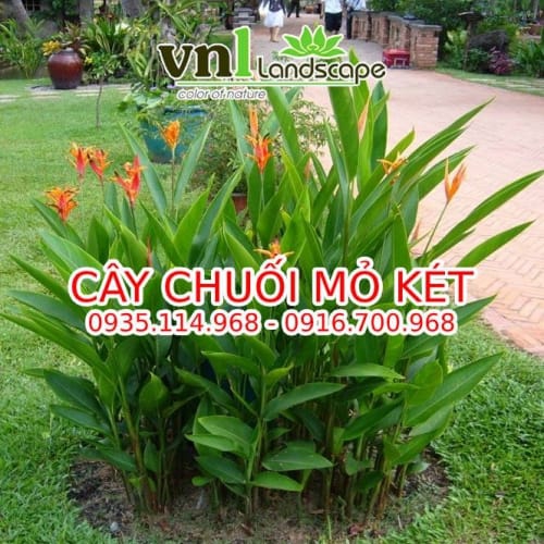 Cây chuối mỏ két