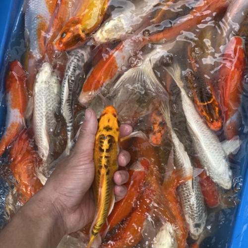 Bán Cá Koi Tại Đà Nẵng | Cung Cấp Cá Koi Nhật Bản, Koi Việt Đẹp Khỏe, Giá Tốt