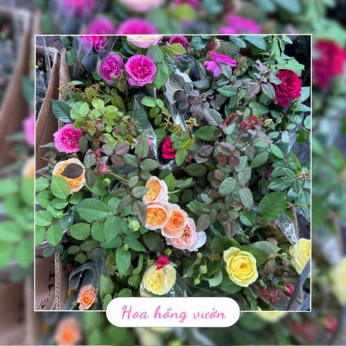 Hoa Hồng Đà Nẵng Đẹp