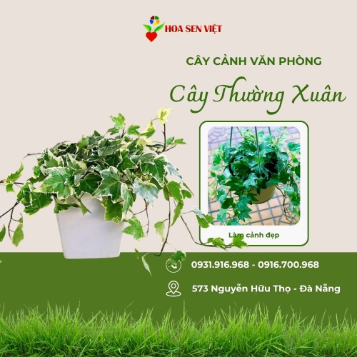 Cây Thường Xuân Văn Phòng
