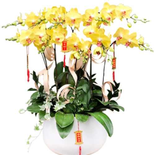 Lan hồ điệp - Lan Hồ Điệp 10 nhánh