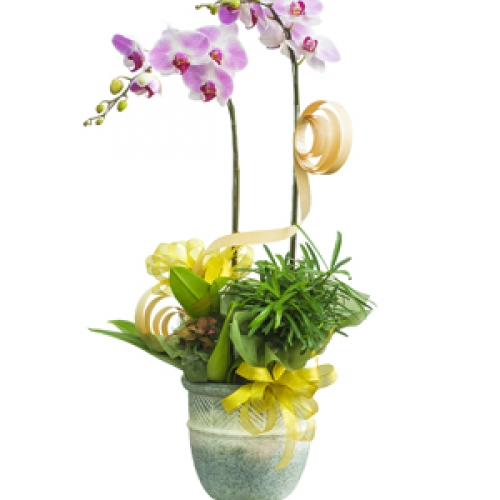 Lan hồ điệp - Hồ điệp hồng