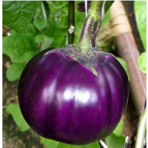 Hạt giống cà bát tím