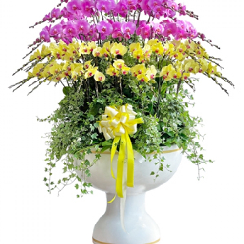 Lan hồ điệp - Hồ điệp chậu 70 cành