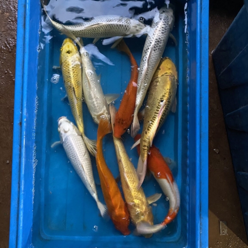  Bán Cá Koi Thuần Việt Tại Đà Nẵng | Cung Cấp Cá Đẹp Khỏe, Giá Cạnh Tranh