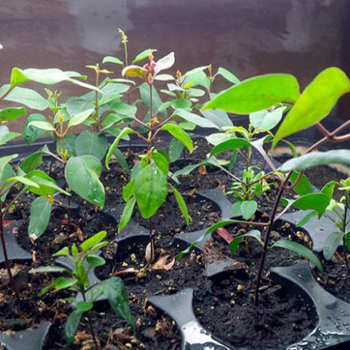 Hạt giống lá giang RADO 371