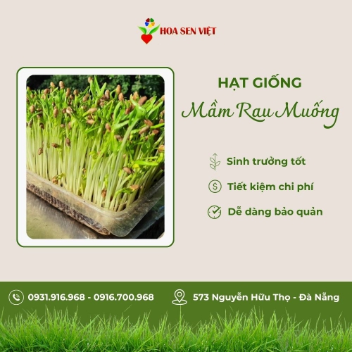 Hạt giống mầm rau muống