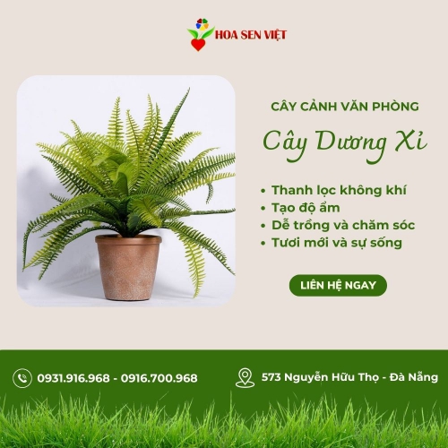 Cây Dương Xỉ