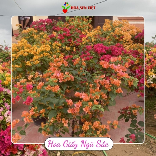 Hoa Giấy Ngũ Sắc Đà Nẵng