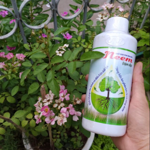 Hoạt chất sinh học trừ nhện đỏ và bọ trĩ trên cây hoa hồng Neem Chito - Chai 500ml