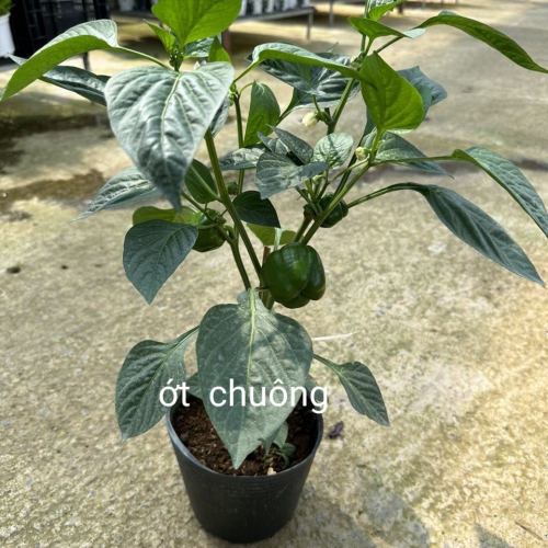 Cây giống ớt chuông