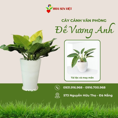 Cây đề vương xanh