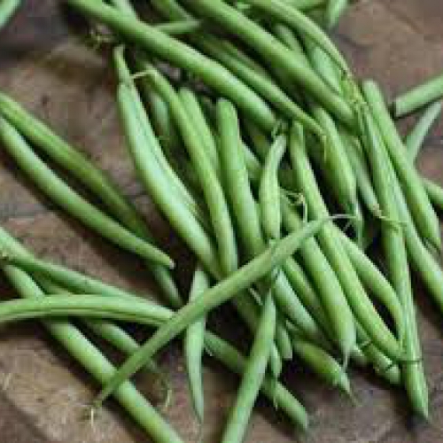 Hạt giống Đậu cove Nhật Hạt trắng