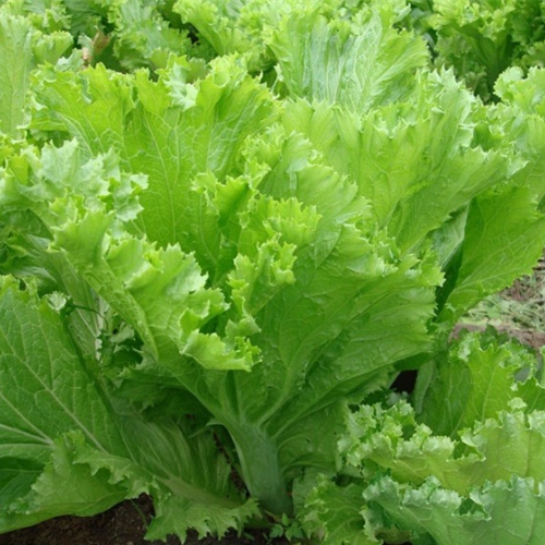 Hạt giống Cải Bẹ Mào Gà