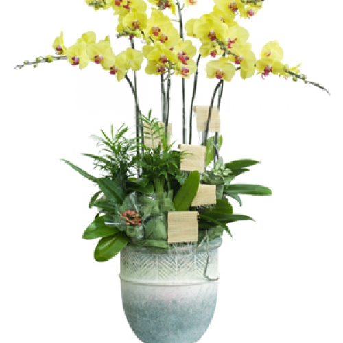 Lan hồ điệp - Hồ điệp vàng chậu 8 nhánh