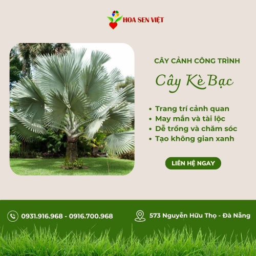 Cây kè bạc đẹp