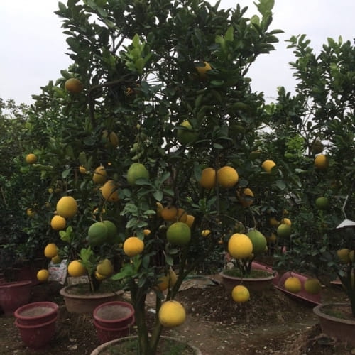 Cây bưởi kiểng
