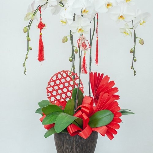 Lan hồ điệp trắng