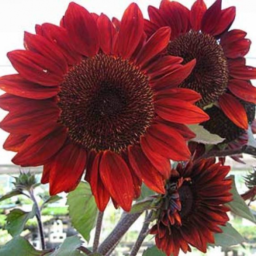 Hạt giống hướng dương lùn đỏ