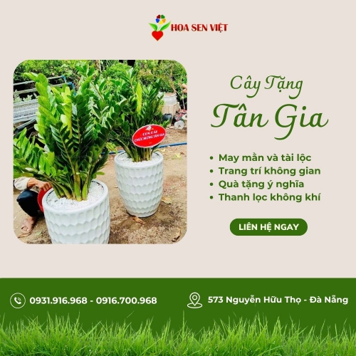 Cây tặng tân gia Đà Nẵng