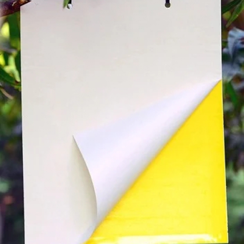 Miếng dán treo bẫy ruồi côn trùng - 20x30cm